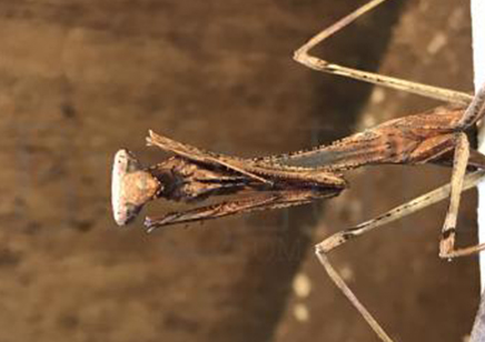 Pseudoempusa pinnapavonis - CB by Bugz 