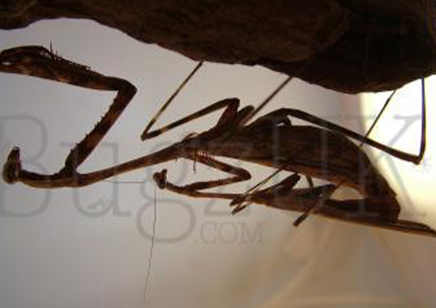 Pseudoempusa pinnapavonis - CB by Bugz 