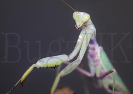 Hierodula patellifera - Harabiro Mantis CB 