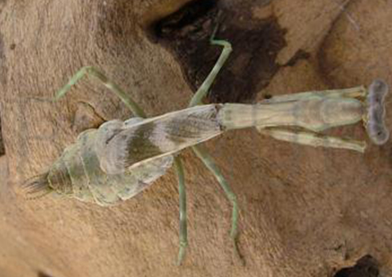 Parasphendale agrionina - Budwing Mantis (CB by BugzUK)