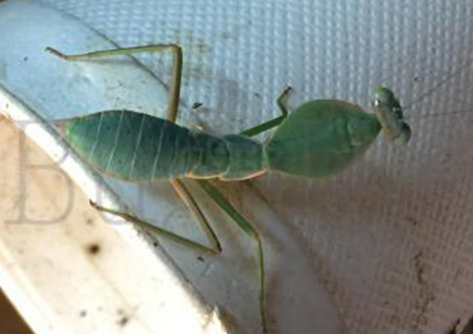 Rhombodera vallida - Giant Shield Mantis