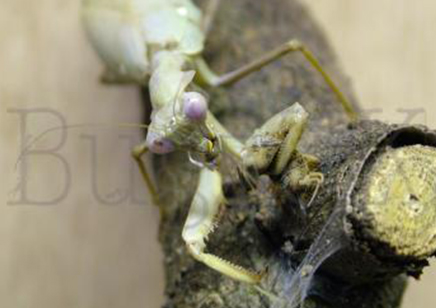 Sphodromantis Viridis - African Mantis