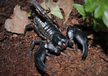 Heterometrus spinifer -  Malaysian Forest Scorpion