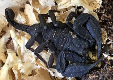 Euscorpiops vachoni