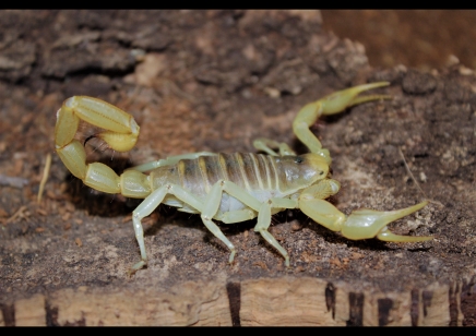 Hadrurus arizonensis - Desert Hairy 7 left