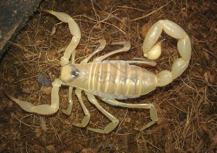 Hadrurus arizonensis pallidus - Desert Hairy Blonde