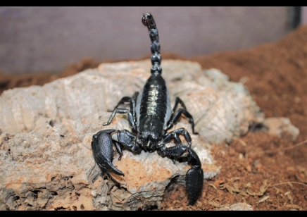 Javametrus cyaneus CB scorplins by BugzUK