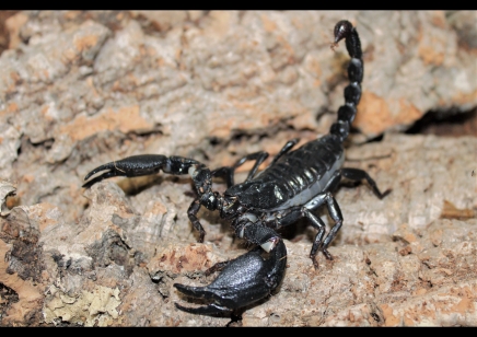 Javametrus cyaneus - Indo Forest Scorpion - CB scorplins by BugzUK - 6 left