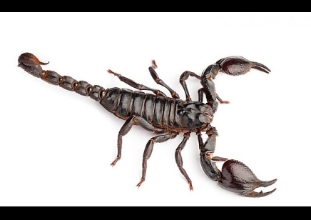 Heterometrus laoticus - Laos Forest Scorpion