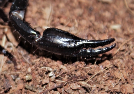 Heterometrus longimanus - Borneo Forest Scorpion - 10 left