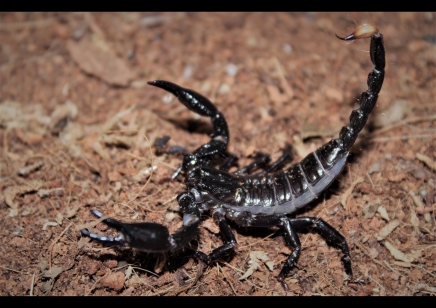 Heterometrus longimanus - Borneo Forest Scorpion - 10 left