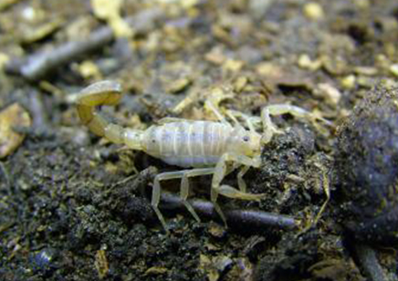 Hoffmannius confusus - Yellow Devil Scorpion - 4 left