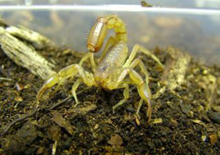 Paravaejovis spinigerus - Stripe-tailed scorpion