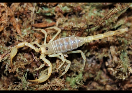 Smeringurus mesaensis - Dune Scorpion 13 x small  5 x medium and 13 x large left