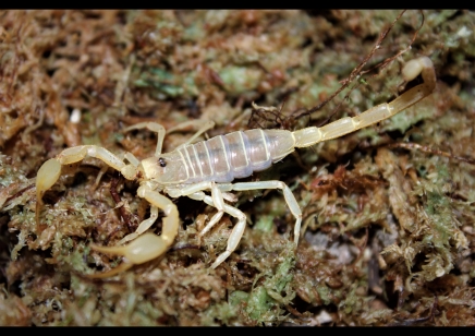 Smeringurus mesaensis - Dune Scorpion 13 x small  5 x medium and 13 x large left