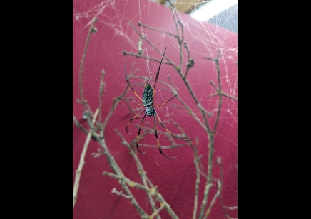 Trichonephila inaurata sp madagascarensis (CB by BugzUK)