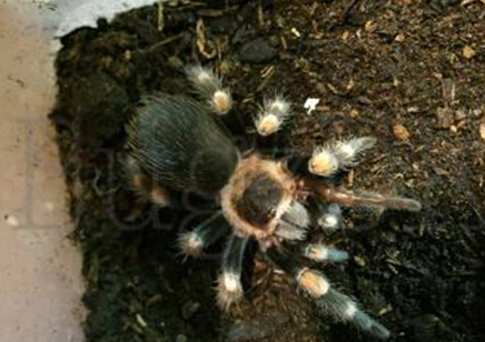 Brachypelma hamorii - Mexican Red Knee (CB by BugzUK) 2 left at 1.5/3