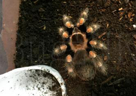 Brachypelma hamorii - Mexican Red Knee (CB by BugzUK) 2 left at 1.5/3