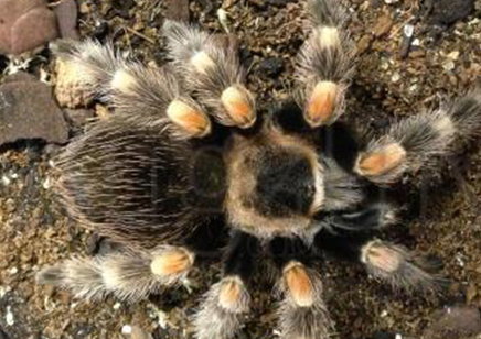 Brachypelma hamorii - Mexican Red Knee (CB by BugzUK) 2 left at 1.5/3