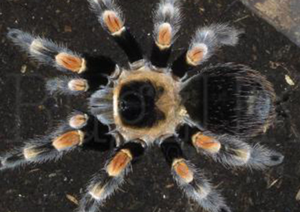 Brachypelma hamorii - Mexican Red Knee (CB by BugzUK) 2 left at 1.5/3