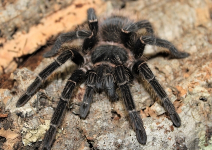 Lasiodora parahybana - Salmon Pink Birdeater (CB by BugzUK) 1 x 3/4.5 left and 1 x 7+cm left