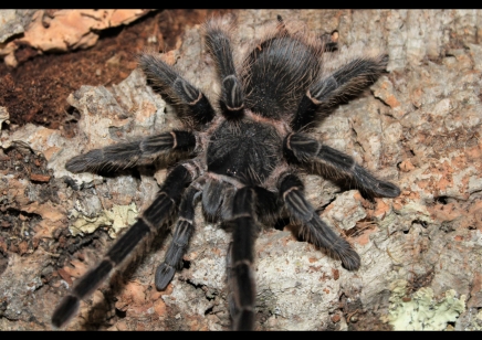 Lasiodora parahybana - Salmon Pink Birdeater (CB by BugzUK) 1 x 3/4.5 left and 1 x 7+cm left