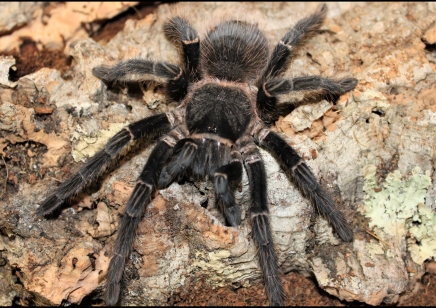 Lasiodora parahybana - Salmon Pink Birdeater (CB by BugzUK) 1 x 3/4.5 left and 1 x 7+cm left