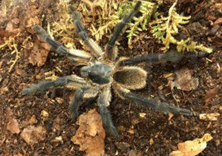 Monocentropus balfouri