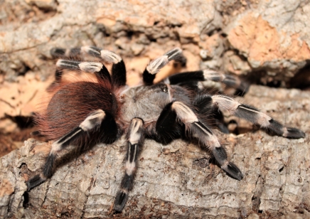 Vitalius chromatus (CB by BugzUK)