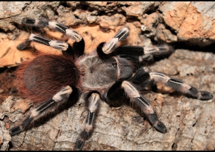 Vitalius chromatus (CB by BugzUK)