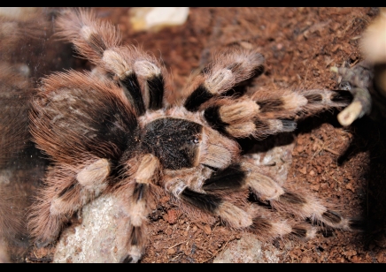 Nhandu colloratovilosum - Brazilian Black And White 1 x 3/4.5 left and 8 x 7+cm left *Special offer*