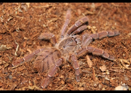 Phormingochilus Sp Rufus...1 left