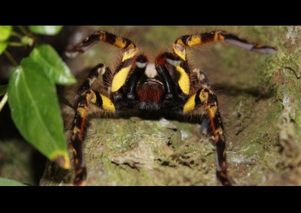 Poecilotheria ornata recently matured males 2 available 