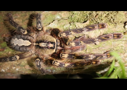 Poecilotheria ornata recently matured males 2 available 