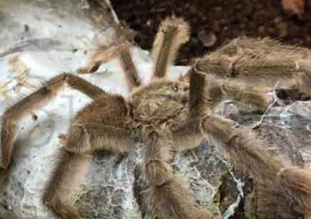 Psalmopoeus Cambridgei - Trinidad Chevron