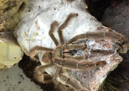 Psalmopoeus Cambridgei - Trinidad Chevron