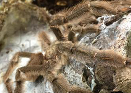 Psalmopoeus Cambridgei - Trinidad Chevron