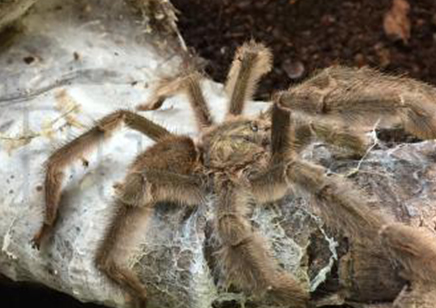 Psalmopoeus Cambridgei - Trinidad Chevron