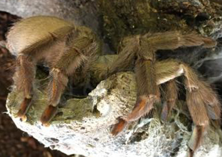 Psalmopoeus Cambridgei - Trinidad Chevron