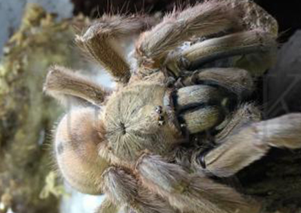 Psalmopoeus Cambridgei - Trinidad Chevron