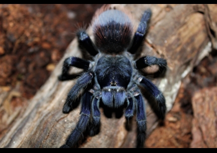 Lasiocyano sazimai - Brazilian Blue Tarantula (CB by BugzUK) 