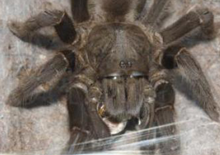 Selenocosmia Javanensis 1 adult female left