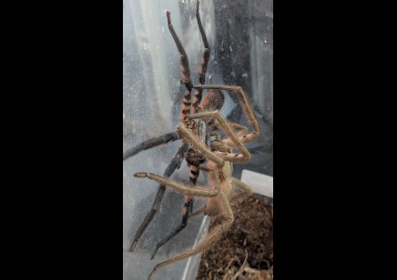 Cupiennius Salei - Tiger Wandering Spider (CB by BugzUK)