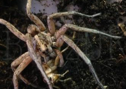 Hogna lenta - Field Wolf Spider 17 left