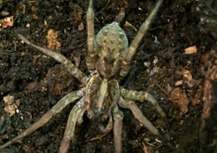 Hogna lenta - Field Wolf Spider 17 left