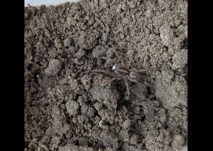 Hogna lenta - Field Wolf Spider 17 left