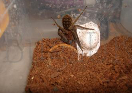 True Spiders: Piloctenus Haematostoma - Red Fang Wandering Spider 2 Left