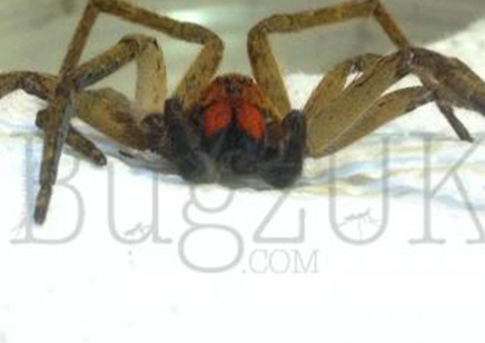 Piloctenus haematostoma - Red fang wandering spider 2 left