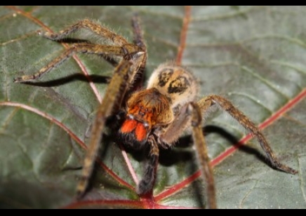 True Spiders: Piloctenus Haematostoma - Red Fang Wandering Spider 2 Left