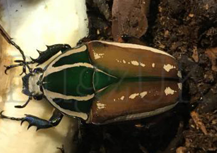 Mecynorrhina torquata ugandensis (B7) (CB by BugzUK) - 9 available